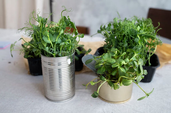 Planter Boxes